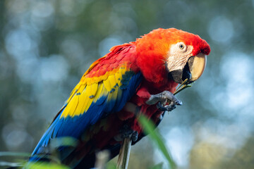 The scarlet macaw (Ara macao), a large red tropical parrot.
