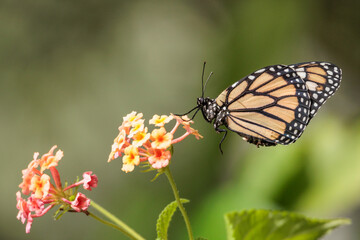 Obraz premium Monarch butterfly resting on a flower.