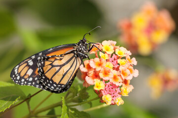 Monarch butterfly resting on a flower.