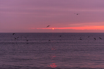 Avon By The Sea, New Jersey - Pre Sunrise and sunrise sky with shore birds and seagulls flying over the Atlantic Ocean near the Shark River Inlet 