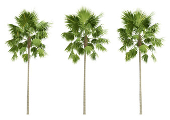 Saribus rotundifolius palm tree on transparent background, tropical plant, 3d render illustration. - obrazy, fototapety, plakaty