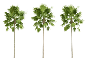 Fotobehang Saribus rotundifolius palm tree on transparent background, tropical plant, 3d render illustration. © Sandy