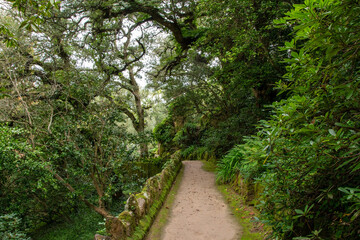 Fototapeta na wymiar Hiking trail in the rainforest of Doi Inthanon National Park, Chiang Mai, Thailand