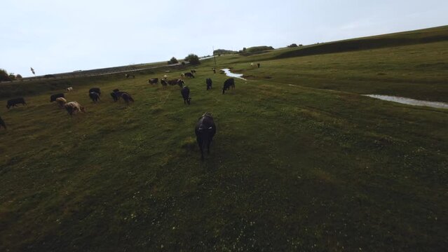 FPV shooting of a herd of cows, a herd of cows grazing in a field, aerial photography of a herd of cows, shooting on a FPV drone