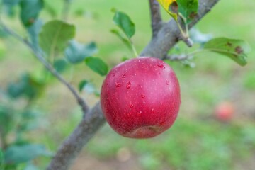 真っ赤に色づいた美味しそうなリンゴ