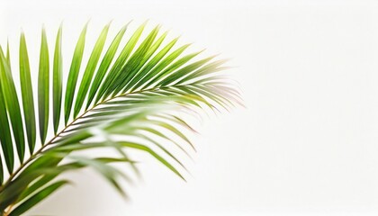 Tropical palm leaf isolated on white background, clipping path