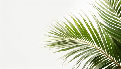 Obraz premium Tropical palm leaf isolated on white background, clipping path