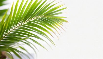 Fototapeta premium Tropical palm leaf isolated on white background, clipping path
