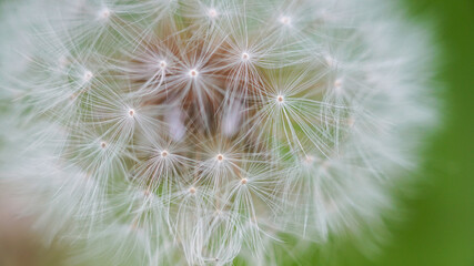Macro shot of dandelion flower seeds