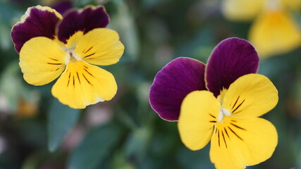 Multiple Flowers of Viola tricolor
