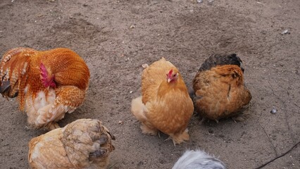 Fluffy Hens and Rooster of Orpington Breed Roaming on Fenced Chicken Run Area 