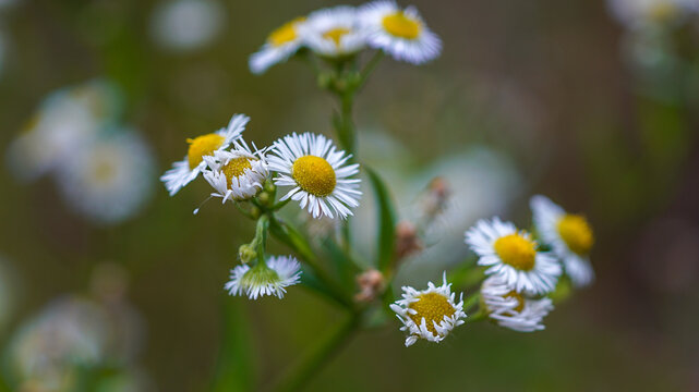 Small white flowers of daisy fleabane