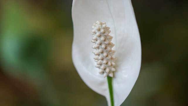White Flower of Spathiphyllum floribundum
