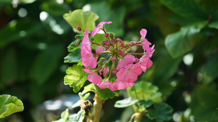 pink geranium flowers in the garden