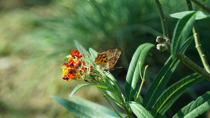 Polygonia c-album butterfly sitting on flower in natural garden