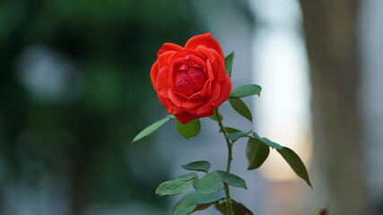 Red rose flower in natural garden