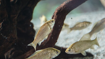 Silver carp fishes in the aquarium