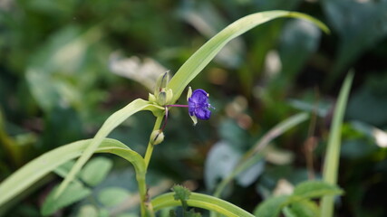 Tradescantia ohiensis (Ohio spiderwort) Purple Flowers