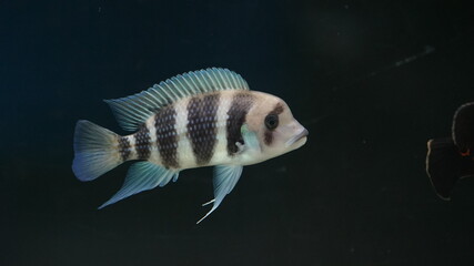 Tropical ornamental fish Cyphotilapia frontosa in aquarium