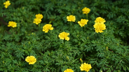 Yellow marigold flowers in the garden