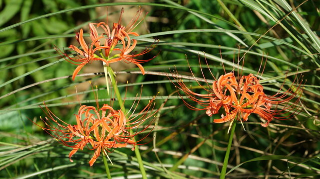 Natural Plants Lycoris squamigera Red Flowers