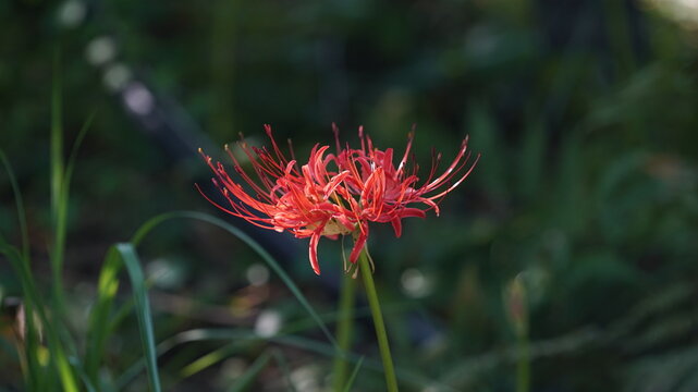 Nature Plant of Lycoris radiata Red Flower