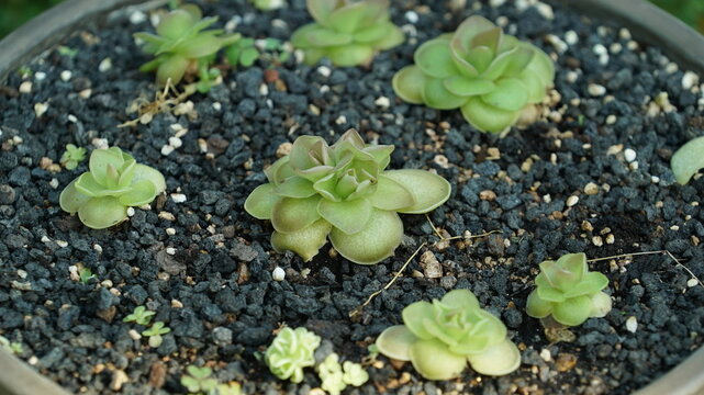 Pinguicula vulgaris growing in a flower bed in a botanical garden
