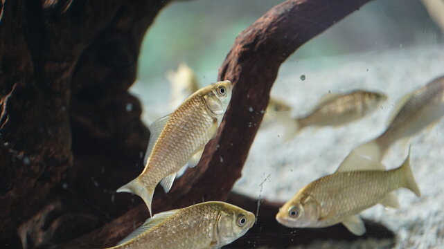 Silver carp fishes in the aquarium