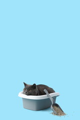 Cute British Shorthair cat in litter box on blue background