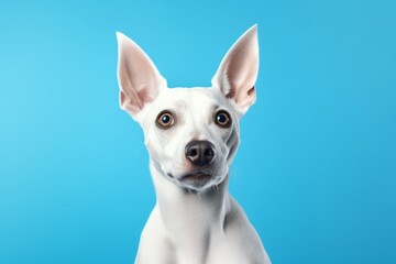 Attentive White Dog with Perked Ears on Blue Background