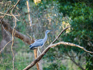Grey Heron Looks Up
