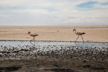 Fototapeta na wymiar flamingos in Uyuni salt flats of Bolivia 
