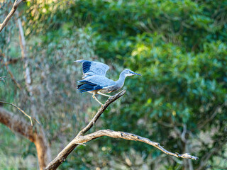 Grey Heron Poised