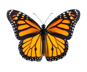 A butterfly spreading its colorful black and yellow wings. Top view. Transparent background. PNG. Generative AI