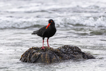 An African oystercatcher (Haematopus moquini) or African black oystercatcher, is seen on the rocks of Noordhoek beach on the Cape peninsual, South Afria.