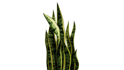 Sansevieria Trifasciata (Snake Plant)