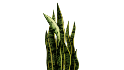 Sansevieria Trifasciata (Snake Plant)
