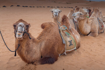 The camels brigade resting in the Gobi desert of Inner Mongolia, China