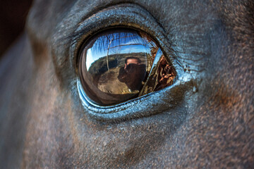 
We see an abstract, artistic photograph, about the eye of a horse, it reflects the exact moment in...