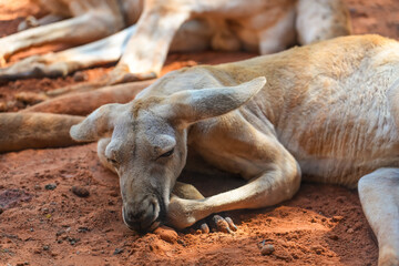 Fototapeta premium Red kangaroo lies sleep and rests in a shady place.