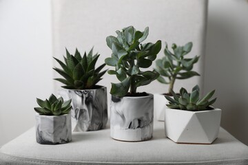 Beautiful succulents on chair indoors. Interior decoration