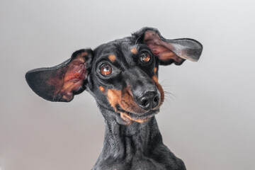 Funny dachshund dog bowed its muzzle above its head in the morning, stare view from below Annoying child, little monster leaned over surprise, joke, prank spoiled pet begs for food, close-up portrait