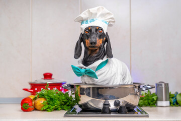 Dachshund dressed as chef sitting in pot on stove. Puppy dressed in chef hat sits in pot. Barking dog friend want to cook Dog friendly restaurant