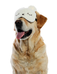 Cute Labrador Retriever with sleep mask on white background