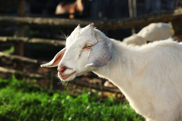Cute white goat at farm, space for text
