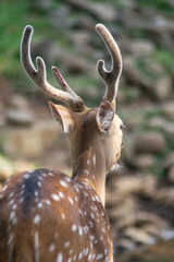 Beautiful young deer from behind look with very good horns. animal photography.