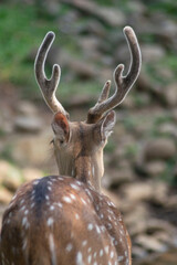 Beautiful young deer from behind look with very good horns. animal photography.
