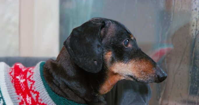Profile of anxious dachshund dog in warm sweater, sitting by window looking at reflection, raindrops on the glass, waiting for the owner, sad, trembling Pet psychological disorder, fear of being alone
