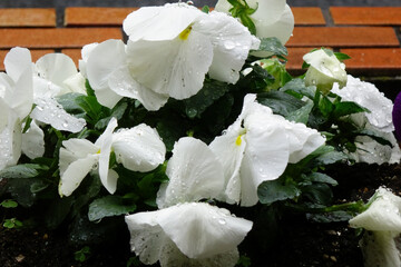 水滴、雨粒に濡れた白色のパンジーの優美さ、可憐な花びら