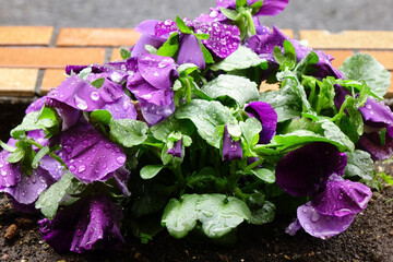 水滴、雨粒に濡れた紫色のパンジーの優美さ、可憐な花びら